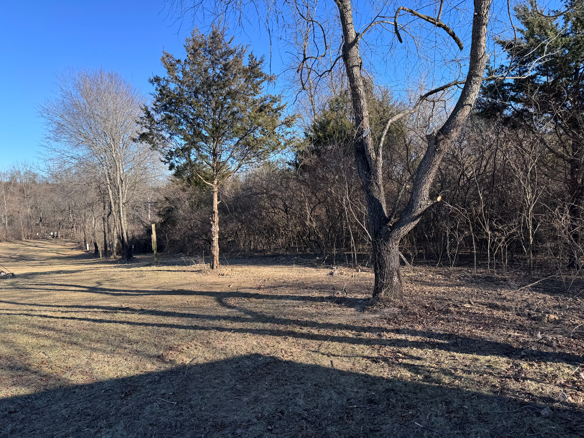 Clean fence line with overgrowth removed and ground cleared by forestry mulching