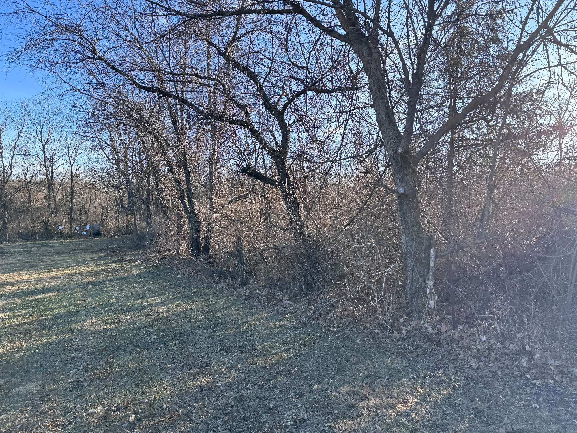Dense honeysuckle overgrowth covering a fence line before clearing in Elsberry