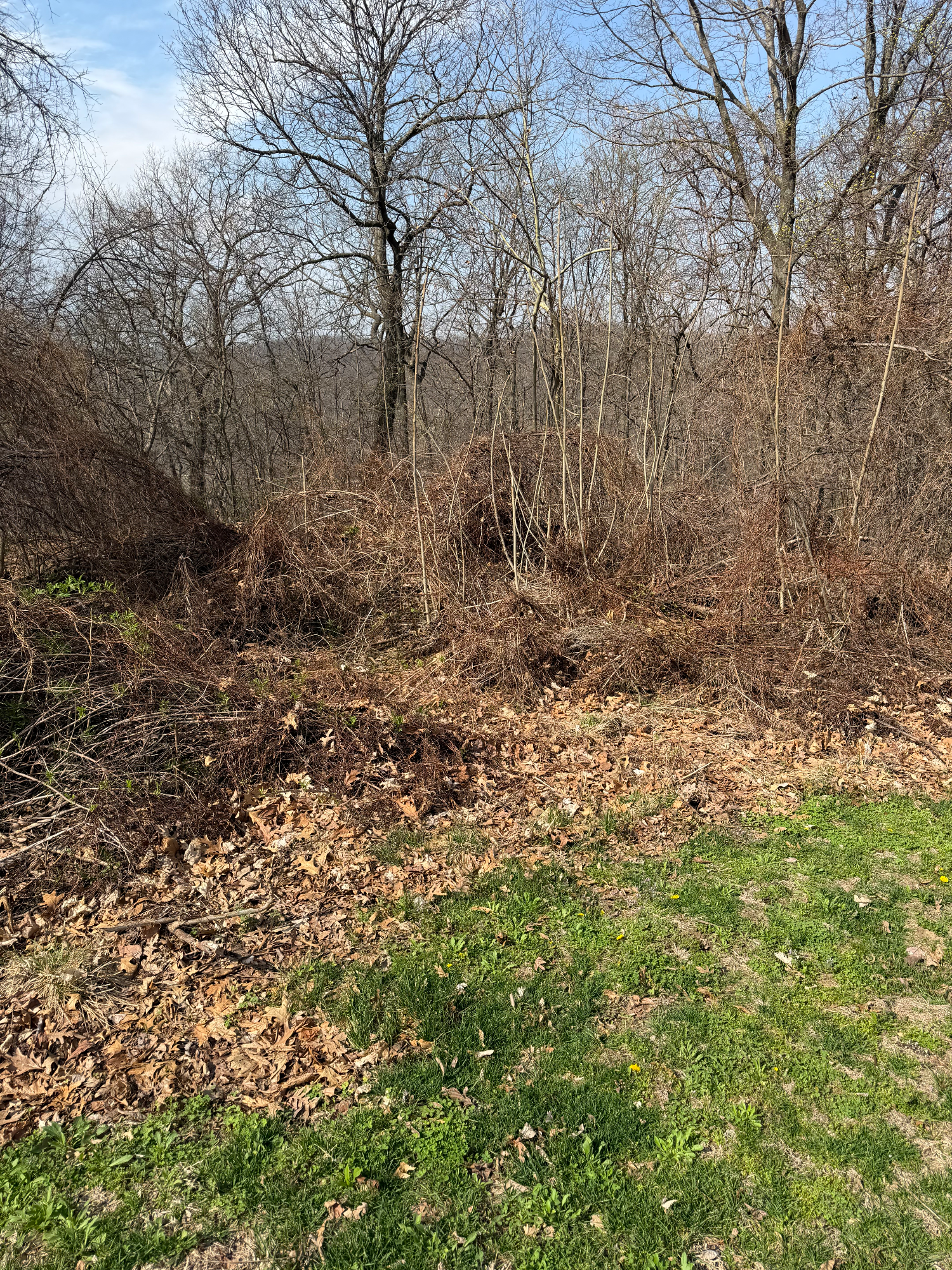 Overgrown property in Louisiana MO covered in vines, honeysuckle, and small trees blocking the view