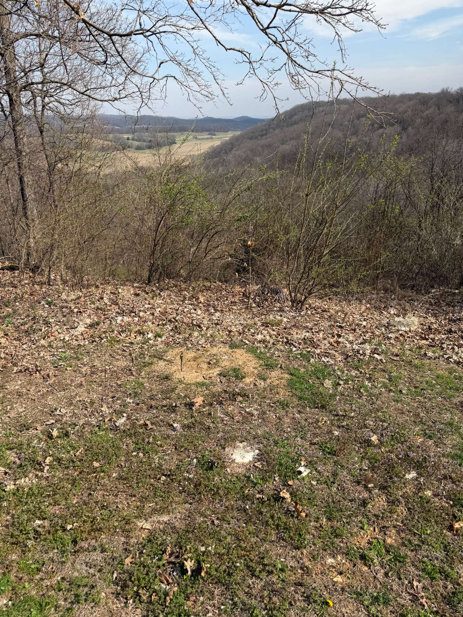 Dense brush and trees blocking a rural property view on a 3-acre tract in Bowling Green